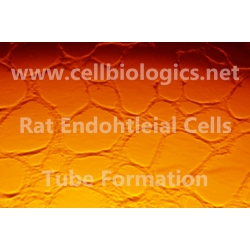 Rat Primary Cardiac Microvascular Endothelial Cells